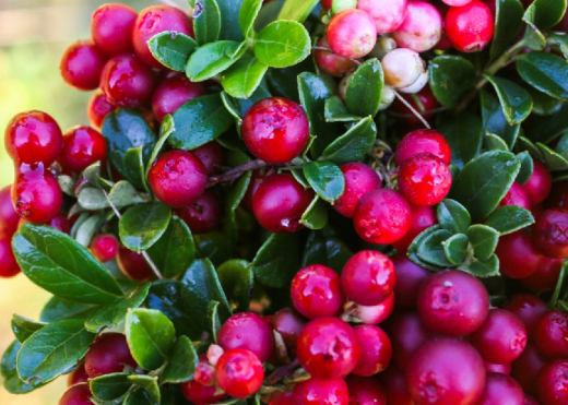 Preiselbeere Aroma Zucker 100/200/500g Preiselbeere Aroma Zucker 100/200/500g