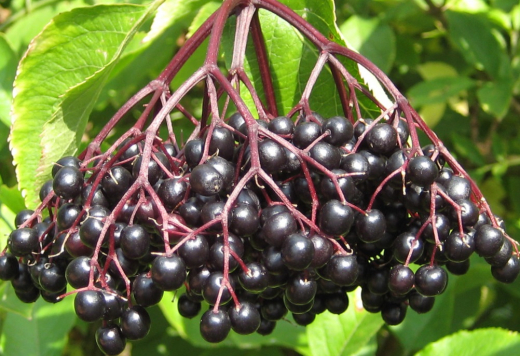 Holunder Aroma Zucker 2/3/5/7 Kg Holunder Aroma Zucker 2/3/5/7 Kg