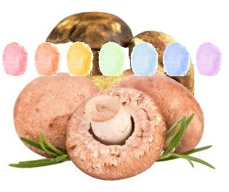 Pilz Aroma Zuckerwatte im Eimer 45g/70g/100g Pilz Aroma Zuckerwatte im Eimer 45g/70g/100g