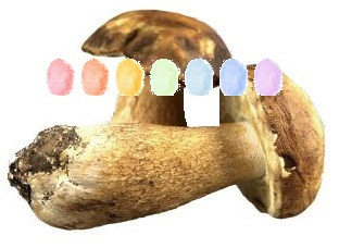 Steinpilz Aroma Zuckerwatte im Eimer 45g/70g/100g