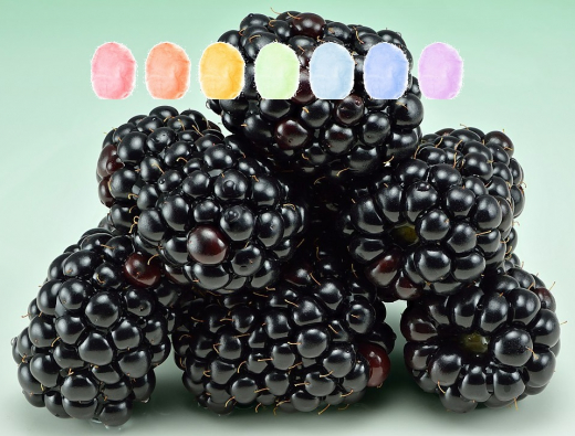 Brombeere Aroma Zuckerwatte im Eimer 45g/70g/100g