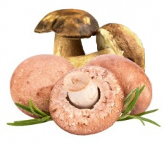 Mushroom Flavor Sugar 100/200/500g Mushroom Flavor Sugar 100/200/500g