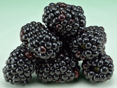 Brombeere Aroma Zucker 100/200/500g Brombeere Aroma Zucker 100/200/500g