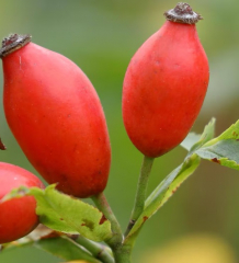 Hagebutte Aroma Zucker 1 Kg