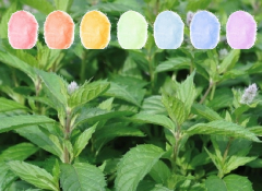 Pfefferminz Aroma Zuckerwatte im Eimer 45g/70g/100g