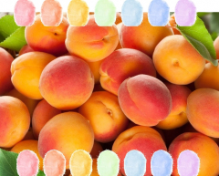 Aprikose Aroma Zuckerwatte im Eimer 45g/70g/100g