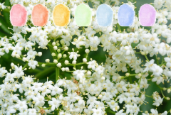 Holunderblüte Aroma Zuckerwatte im Eimer 45g/70g/100g Holunderblüte Aroma Zuckerwatte im Eimer 45g/70g/100g