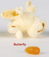 Popcornmais Butterfly 0,1 Kg USA