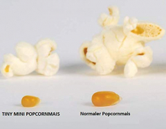 Popcornmais Tiny / Mini 0,1 Kg